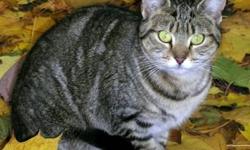 Tabby - Brown - Lila - Medium - Adult - Female - Cat
Lila is an adult female DSH who is quiet, calm, sweet and loves to be petted.
CHARACTERISTICS:
Breed: Tabby - Brown
Size: Medium
Petfinder ID: 25566964
ADDITIONAL INFO:
Pet has been spayed/neutered
