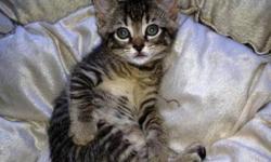 Tabby - Brown - Mandy - Medium - Baby - Female - Cat
Meet Mandy. She's a 8 week old kitten looking to call your house hers. She's playful and really loving. She loves to play with her brother Inky and her sister Lily. Please call Joan at 718 671-1695 for