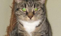 Tabby - Brown - Matti - Small - Senior - Female - Cat
Matti is another of our Semi- Feral Cats. She arrived to the shelter as a young adult, and had never been around humans before. She has been at the shelter since Sept. 2002 and is 8 yrs old, and has