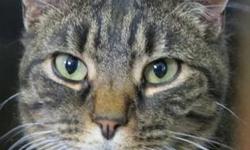 Tabby - Brown - Muno - Medium - Adult - Female - Cat
(No. 621) I'm called Muno and I'm an adult brown tabby female. I am housebroken and love to be petted. I have nice tabby markings and lovely tan eyeliner around my pretty eyes. I will be spayed by the