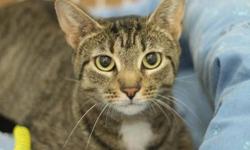 Tabby - Brown - No Name - Medium - Adult - Female - Cat
Brown female tabby about 6 yrs old, very sweet, a little timid at first but is affectionate and docile. First she had no name, now she has no home, as her owner passed away. Do you have room for this