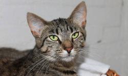 Tabby - Brown - Oatmeal - Small - Young - Female - Cat
To fill out an adoption application for this cat, please click here  . We'll review it and get back to you as soon as possible!
Please be patient with us as we take every application seriously and