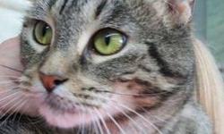 Tabby - Brown - Rose - Medium - Adult - Female - Cat
(No 275) I'm called Rose and I just love to cuddle. I'm an adult female brown/black tabby with a dark tail. I came to the shelter as a stray. I'm sharing my cage with another stray, Delilah, so a home