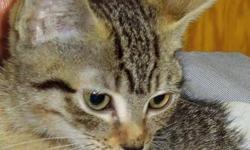 Tabby - Brown - Sapphire - Medium - Baby - Female - Cat
Cute. Cute. Cute. SAPPHIRE and her little brother TOPAZ are an adorable pair. She's a classic brown tabby. He's all gray. Both are gentle, loving, and well adjusted. They have had their first shots