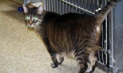 Tabby - Brown - Song - Medium - Adult - Female - Cat
Hi! My name is Song. I have a condition called FIV. It means I have to be kept indoors and healthy, because my immune system, which fights off sicknesses, isn't what it should be. But as long as I get