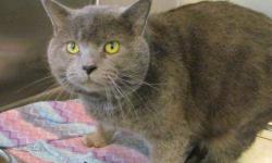 Tabby - Brown - Stan - Small - Adult - Male - Cat
CHARACTERISTICS:
Breed: Tabby - Brown
Size: Small
Petfinder ID: 25073725
ADDITIONAL INFO:
Pet has been spayed/neutered
CONTACT:
Massena Humane Society | Massena, NY | 315-764-1330
For additional