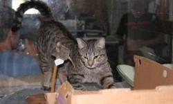Tabby - Brown - Tiffany - Small - Young - Female - Cat
Tiffany is a cat who knows what she wants, and what she wants is YOU! This cute Tabby girl is friendly and affectionate and would make a great addition to a home with someone looking for a cat to