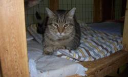 Tabby - Brown - Timber - Medium - Young - Male - Cat
Hi! My name is Timber. I am a lovable, playful guy. I have feline leukemia, which means I need to live with other feline leukemia cats or be the only cat. If you stop petting me, I'll reach for you and