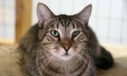Tabby - Brown - Turbo - Medium - Adult - Male - Cat
I'm Turbo the super kitty! I keep asking my caregivers for my cap so I can fly out and find my forever home, but they say no, no, Turbo you have to wait for your family to find you. So I'll be a good