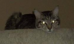 Tabby - Brown - Ty - Medium - Adult - Male - Cat
Is there a loving home out there for me?
Ty is a male brown tabby domestic short hair, born December 1, 2007.
Ty came to Kitty Corner as a surrender from an owner who was too busy to care for him. Ty is