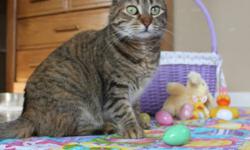 Tabby - Buff - Tippy - Medium - Young - Female - Cat
Tippy is a tease; typical for a girl, right? She likes being pet, but will walk up to you, allow you to get in a few strokes and then walks away. She will turn around and come right back to you and