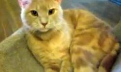 Tabby - Donovan - Medium - Young - Male - Cat
This sweet guy Donovan was found begging for help outside a home in Hudson. He was born approximately July 2012 and is a very relaxed, mellow boy. He gets along very well with other cats. See this kitty and