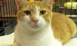 Tabby - Dutchy - Medium - Young - Male - Cat
Young neutered male sweetheart, found in a trailer park with no one claiming his love. He kept trying to find a family that would take him in. He's got tons of love to give.
See this kitty and others at