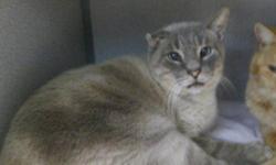 Tabby - Eddie - Small - Adult - Female - Cat
6 yr old male big tabby and white cat . His sister , Cissy , and brother Blackie, are also at the shelter .
CHARACTERISTICS:
Breed: Tabby
Size: Small
Petfinder ID: 25323338
ADDITIONAL INFO:
Pet has been
