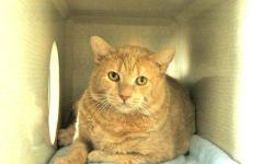 Tabby - Furby - Medium - Adult - Male - Cat
Furby is about 7 years old. He was wandering in the parking lot when a fox decided he might make a good snack! Happily WE got Furby before the fox did. He is a really sweet cat. He loves to talk, likes to be