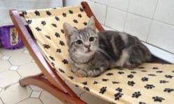 Tabby - Grey - Baby Face-adopted - Medium - Baby - Male - Cat
Baby Face, you've got the cutest little baby face! One look at Baby Face and it's clear why he got that name! Besides his irresistible looks, this tiny fellow is also very affectionate and will