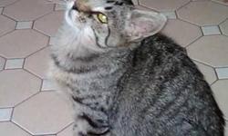 Tabby - Grey - Bart-adopted - Small - Baby - Male - Cat
To fill out an adoption application for this cat, please click here  . We'll review it and get back to you as soon as possible!
Please be patient with us as we take every application seriously and