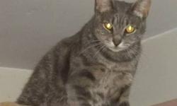Tabby - Grey - Bayberry - Medium - Adult - Female - Cat
Shy Girl needs Patient, Loving Family
Bayberry is a female grey tabby domestic short hair, estimated to have been born in Spring 2010.
She was found wandering in Bayberry Estates as a stray, and