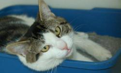 Tabby - Grey - Bobby - Medium - Young - Male - Cat
(No. 962) My name is Bobby. I am a 1 year old male gray tabby with wonderful swirls of color on my body and some stripes on my legs. I have white on my chin and my tail is dark at the tip. My eyes are a