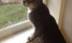 Tabby - Grey - Clyde'high On Life!' - Medium - Young - Male
Clyde has an outstanding personality. He is mellow, but never boring! His motto? "Don't worry, be happy"! Clyde must be reincarnated from the sixties, because he is all about love, peace and