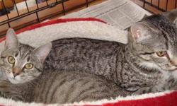 Tabby - Grey - Cookie - Medium - Baby - Female - Cat
This sweet girl is very friendly and playful. She along great with other cats, but would probably do fine on her own as well with a nice human to bond with. She's quite the acrobat as well - she will