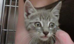Tabby - Grey - Corey - Medium - Baby - Male - Cat
I'm Corey, a new kitten at Mid Hudson Animal Aid! I'm just a young sweet thing with lots of love to give! I love playing with my toys and being cuddled. I love meeting new people so you should come in and