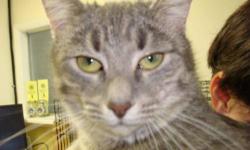 Tabby - Grey - Daisy - Medium - Young - Female - Cat
Daisy came to us as a very young mom with a litter of four beautiful kittens. And she?s quite a beautiful girl herself at about 2 years old. With her kittens all raised and on their own, Daisy is