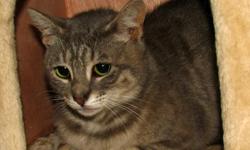 Tabby - Grey - Isabel - Medium - Adult - Female - Cat
Isabel is a pretty, playful little girl. Friendly, but a bit shy, she's very social with other cats and dogs too. She's had a rough start in life, now looking for someone who will love her forever.