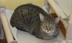 Tabby - Grey - Jamie - Medium - Senior - Female - Cat
Jamie is a grey tabby who used to live in Brooklyn with 5 of her
friends. Her owner died so they were all packed up and brought to
Pets Alive. It was a bit of an adjustment for her, but she has