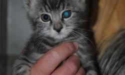 Tabby - Grey - Jenny - Medium - Baby - Female - Cat
To fill out an adoption application for this cat, please click here  . We'll review it and get back to you as soon as possible!
Please be patient with us as we take every application seriously and will