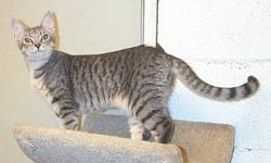 Tabby - Grey - Jonsi - Medium - Young - Female - Cat
Jonsi and her sisters were born in March and have been here since they were babies. She loves being held and petted and will play all day. As you can see, Jonsi wants to be right with you and is a real