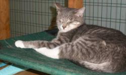 Tabby - Grey - Kovu - Medium - Adult - Male - Cat
Hi! My name is Kovu! I'm a very sweet, cuddly and well-behaved cat. I have an immune system disorder called Feline Leukemia. It means I have to be well cared for and kept indoors. Since Feline Leukemia is