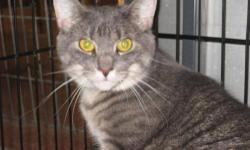Tabby - Grey - Noella - Medium - Adult - Female - Cat
Noella is an 8 year-old rolly, poly, chubster of a kitty. Sleeping 22 out of 24 hours a day helps her keep her girlish figure! She actually likes her belly rubbed & loves to be petted. She tolerates