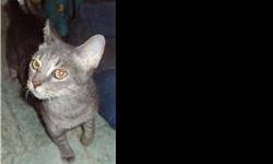Tabby - Grey - Roxy - Medium - Young - Female - Cat
Roxy is a healthy 1-2 year old tabby, spayed and FLV/FIV negative. She is friendly and affectionate with her fosterers, but will take some time to warm up to a new environment and new people. She is a