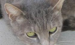 Tabby - Grey - Sandra - Medium - Adult - Female - Cat
(No. 683) My name is Sandra and I love to go outside for a walk on the leash. Yes folks, I put on my harness and go for a walk just like a dog! Even without a leash, I'll stay by your side for walks