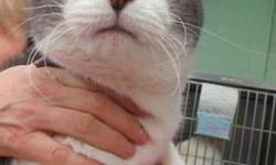 Tabby - Grey - Uno - Large - Adult - Male - Cat
(No. 552) My name was Scaredy Cat but I'm really not a scaredy cat so my name is now officially changed to Uno because I see out of only one eye. I'm an adult gray tabby and white male. I am housebroken and