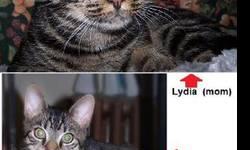 Tabby - Lydia - Medium - Young - Female - Cat
Lydia, the mother cat, is a dark gray, almost black, tabby. She is spayed and vaccinated, but she did test positive for FIV (Feline immunodeficiency virus) and would be best in a home as an only cat or with