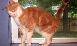 Tabby - Morgan - Medium - Adult - Male - Cat
Adult male orange Tabby. Morgan is a splendid 6 year old who was relinquished into foster care along with his companion cat Melissa (also on this site). The social worker felt the owner's caring for his cats
