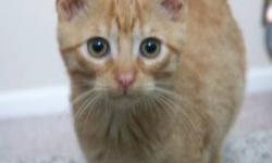 Tabby - Orange - Bobby (the Brady Bunch) - Small - Young - Male
Bobby is a sweetheart kitten and foster's favorite. But he is also ready for his forever home! He and his siblings were found in a wood pile without their mom to look after them. They