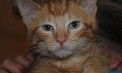 Tabby - Orange - Cooper-adopted - Medium - Baby - Male - Cat
To fill out an adoption application for this cat, please click here  . We'll review it and get back to you as soon as possible!
Please be patient with us as we take every application seriously