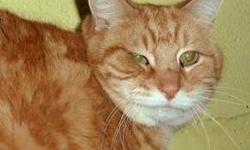 Tabby - Orange - Cooper - Large - Senior - Male - Cat
Cooper, the big orange tabby, came to us when his owner died. He was
living with his 5 friends in an apartment in Brooklyn and was a bit
surprised when we came to take him and his friends back to Pets