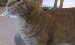Tabby - Orange - Digit - Medium - Adult - Male - Cat
Hi! My name is Digit! I have three extra toes on each paw, hence my name. I'm a very sweet and cuddly boy. I have a disease called FIV, which means my immune system is weak and I need to stay indoors