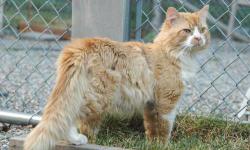 Tabby - Orange - Garfield - Large - Adult - Male - Cat
Super friendly and gentle and very playful, is good with kids and dogs. Would prefer a house without any other cats.
Please call Joan at 718 671-1695 for more information about this wonderful cat.