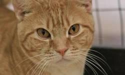Tabby - Orange - Jay Jay - Medium - Young - Male - Cat
I'm Jay Jay, a new cat at Mid Hudson Animal Aid! I'm just a young sweet thing with lots of love to give! I love playing with my toys and being cuddled. I love meeting new people so you should come in