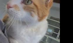 Tabby - Orange - Morris - Medium - Adult - Male - Cat
(No. 439) My name is Morris. I'm an adult neutered male orange tabby with white markings and terrific swirls of orange on my sides. My tail is ringed and I have lots of white on my chest and legs. I