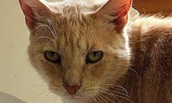 Tabby - Orange - Morris - Medium - Adult - Male - Cat
(No. 439) My name is Morris and I'm a very friendly fellow. I'm an adult neutered male orange tabby with white markings and terrific swirls of orange on my sides. My tail is ringed and I have lots of