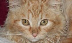 Tabby - Orange - Penny-adopted - Medium - Baby - Female - Cat
Penny is an adorable baby lion, I mean... kitten, looking for someone to show her what love and trust is. She had a rough start, getting picked on while living in a feral colony; can you blame
