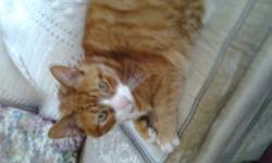 Tabby - Orange - Shamus - Medium - Young - Male - Cat
My name is Shamus. My sister, Goldie Locks, and I were left with our mother, living under decks in the winter cold. A kind woman began feeding us, then took us in where it was warm. Although it was