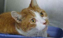 Tabby - Orange - Twister - Medium - Adult - Male - Cat
(No. 735) My name is Twister and I'm a mellow fellow I came to the shelter as a friendly stray adult male. I'm orange tabby with medium length fur. The top of my body is orange and the bottom part is