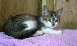 Tabby - Paul Simon - Medium - Baby - Male - Cat
Paul Simon is a roughly 3- 4 week old kitten, who was rescued with his brother, Art Garfunkel as orphans. The kids came in with a mild sickness that had caused mucus to seal over their eyes. Simon &